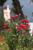 Mohnbl�ten am M�useturm