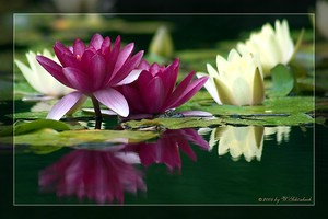 � Winfried Sch�nbach