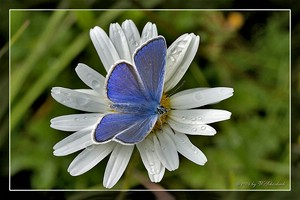 � Winfried Sch�nbach