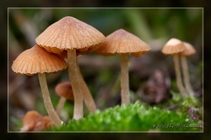 � Winfried Sch�nbach